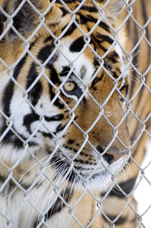 孟加拉虎，Panthera tigris tigris，在栅栏后面